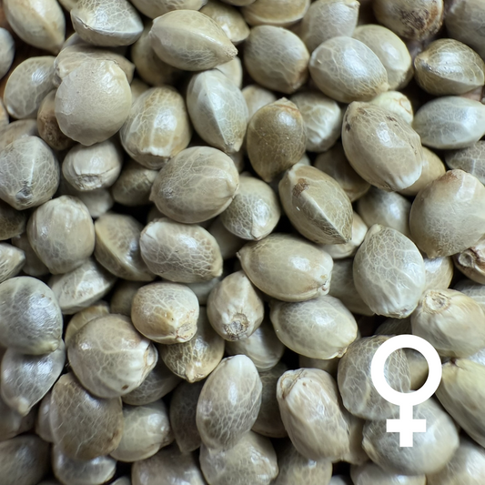 Amnesia x G13 (Fem)