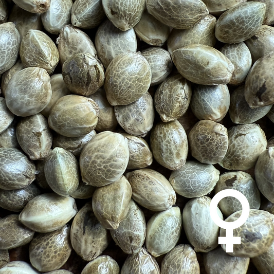 Mendo Breath (Fem)