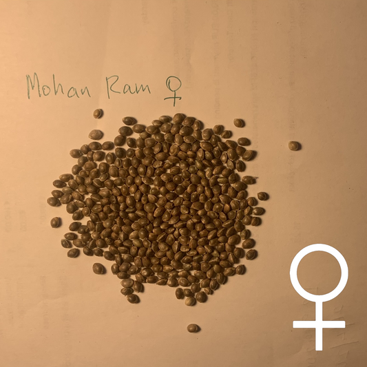 Mohan Ram (FEMINIZED)