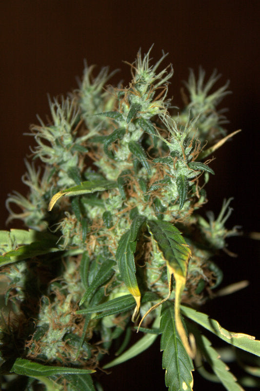 CBD Outdoor Mix