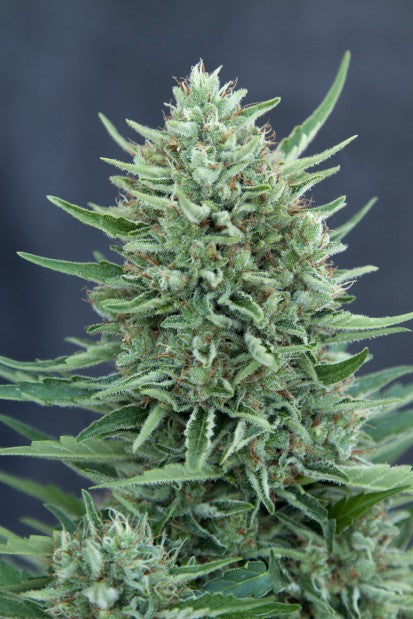 CBD MedGom Auto