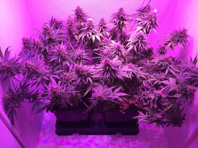CBD Therapy