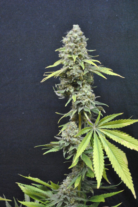 CBD Outdoor Mix