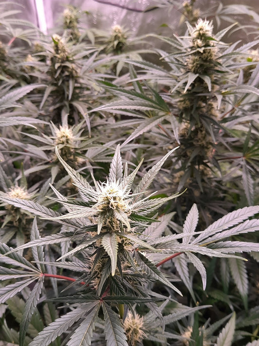Early pearl skunk haze