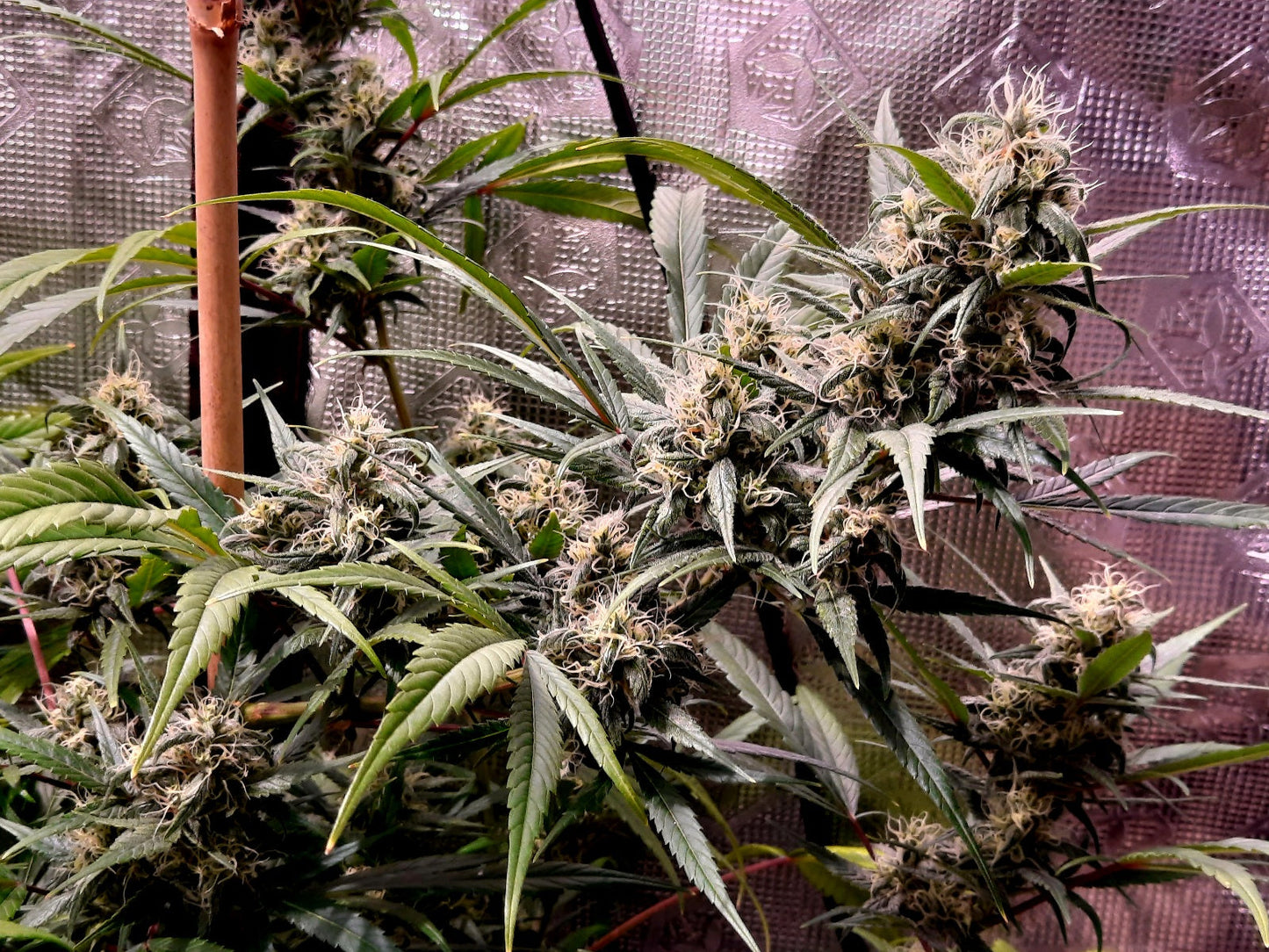 Early pearl skunk haze