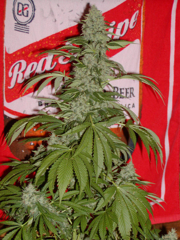 G13 widow