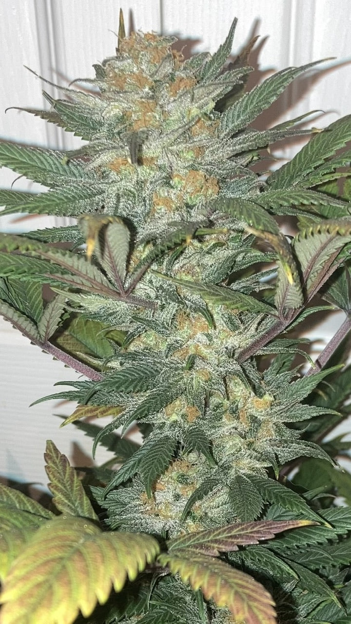NL5 x Afghan