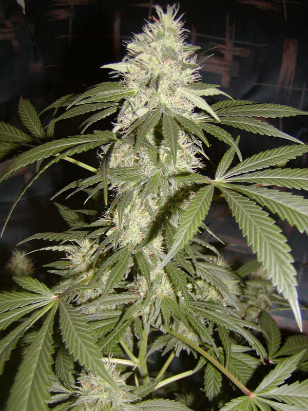 G13 widow