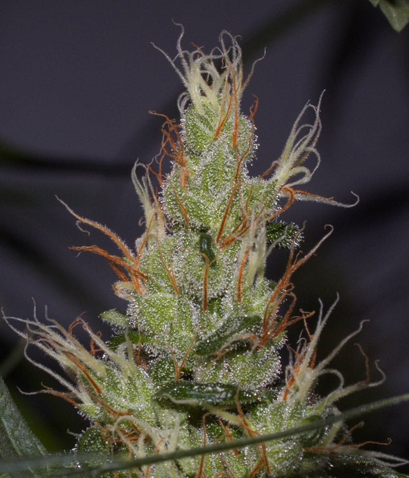Mango Haze