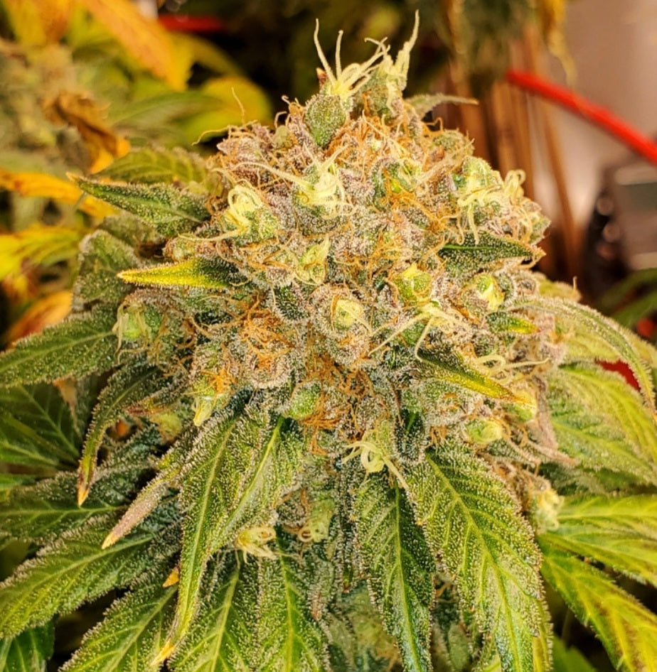 G13 widow