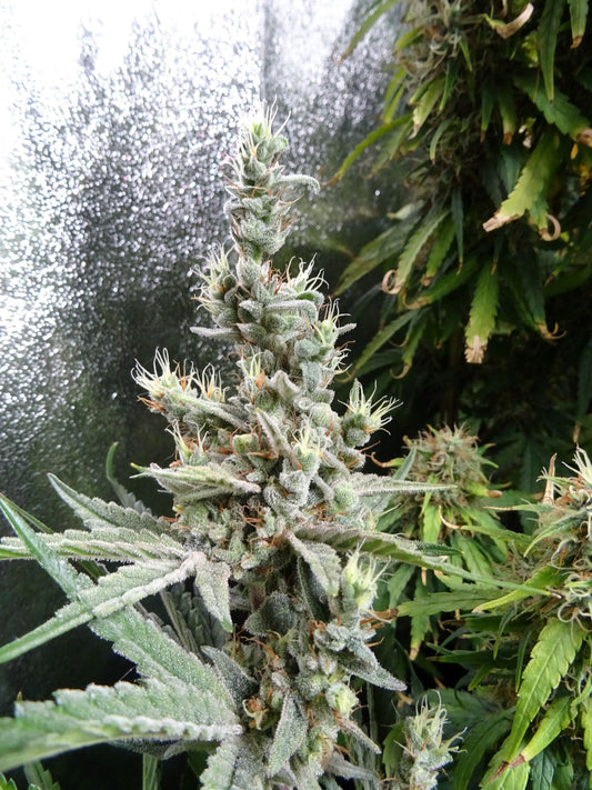 NL5 x Haze