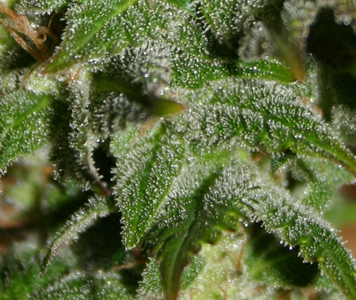 G13 widow