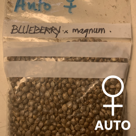 Blueberry x Magnum (AUTO FEM)