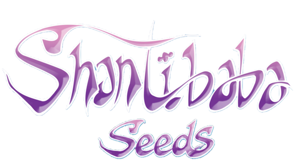 Shantibaba Seeds